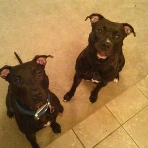 Meet your Posher, Justin